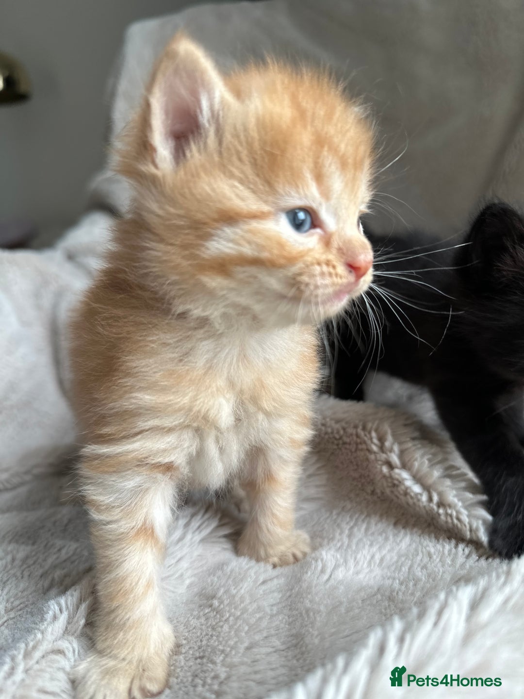 Mixed Breed cats for sale: Little hairballs  - Image 9