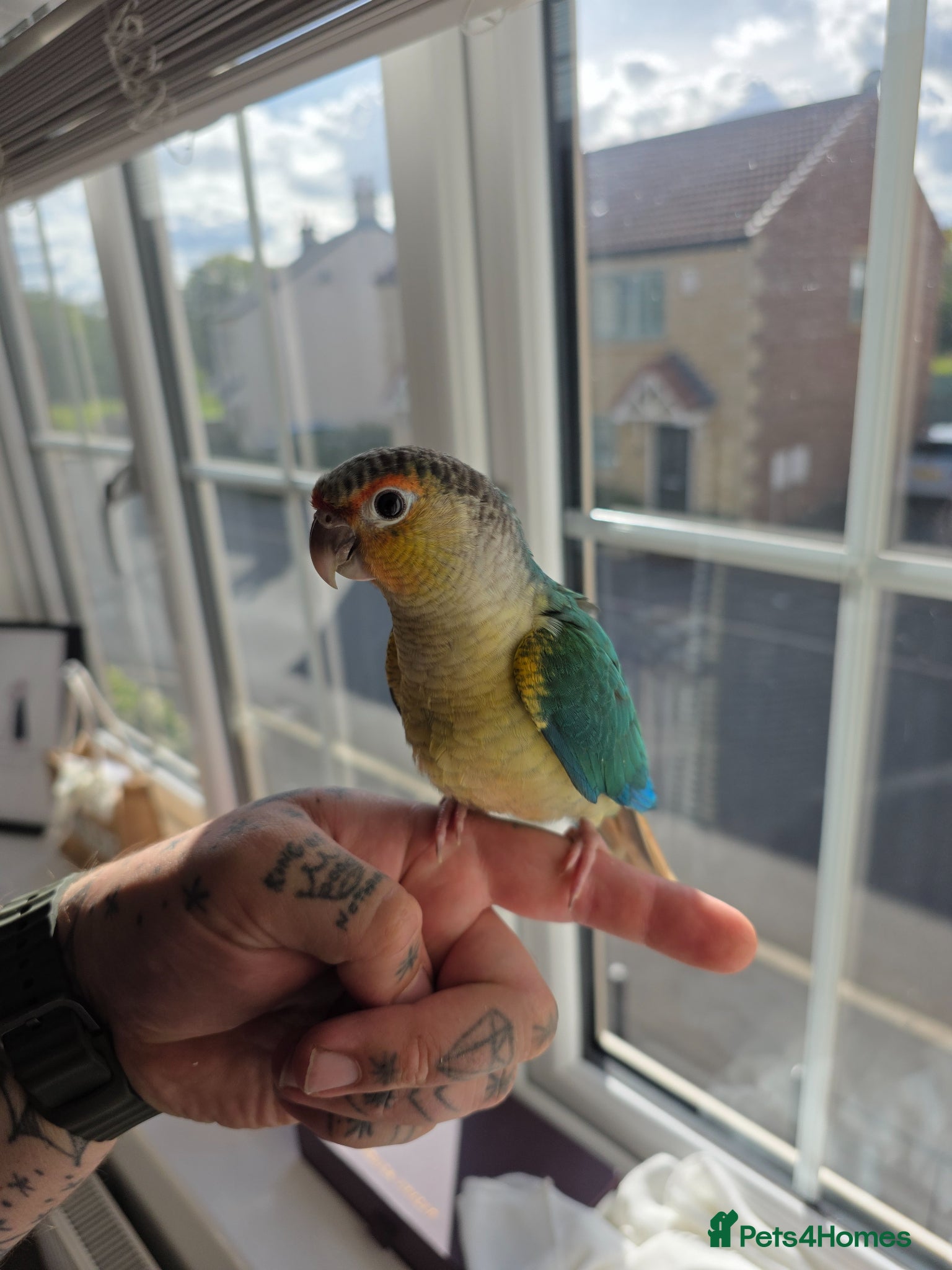 Conures birds Hand reared conure baby for sale - Advert 21