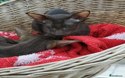 Siamese cats for sale: SIAMESE AND ORIENTAL KITTENS - Image 4