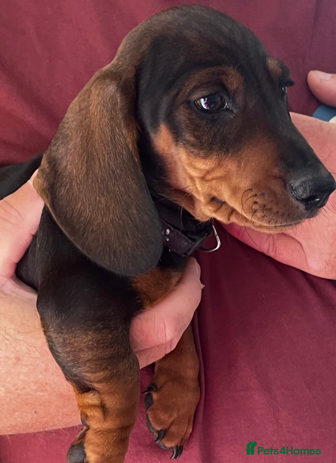 Miniature Dachshund dogs for sale: Miniature Dachshund Reduced - Image 10