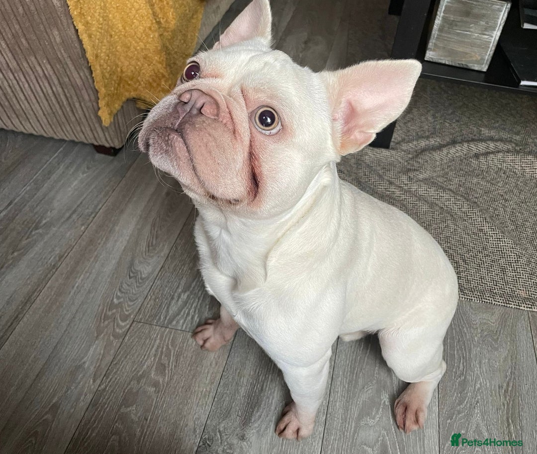 French Bulldog dogs for sale: Platinum Male French bulldog 22 months  - Image 2