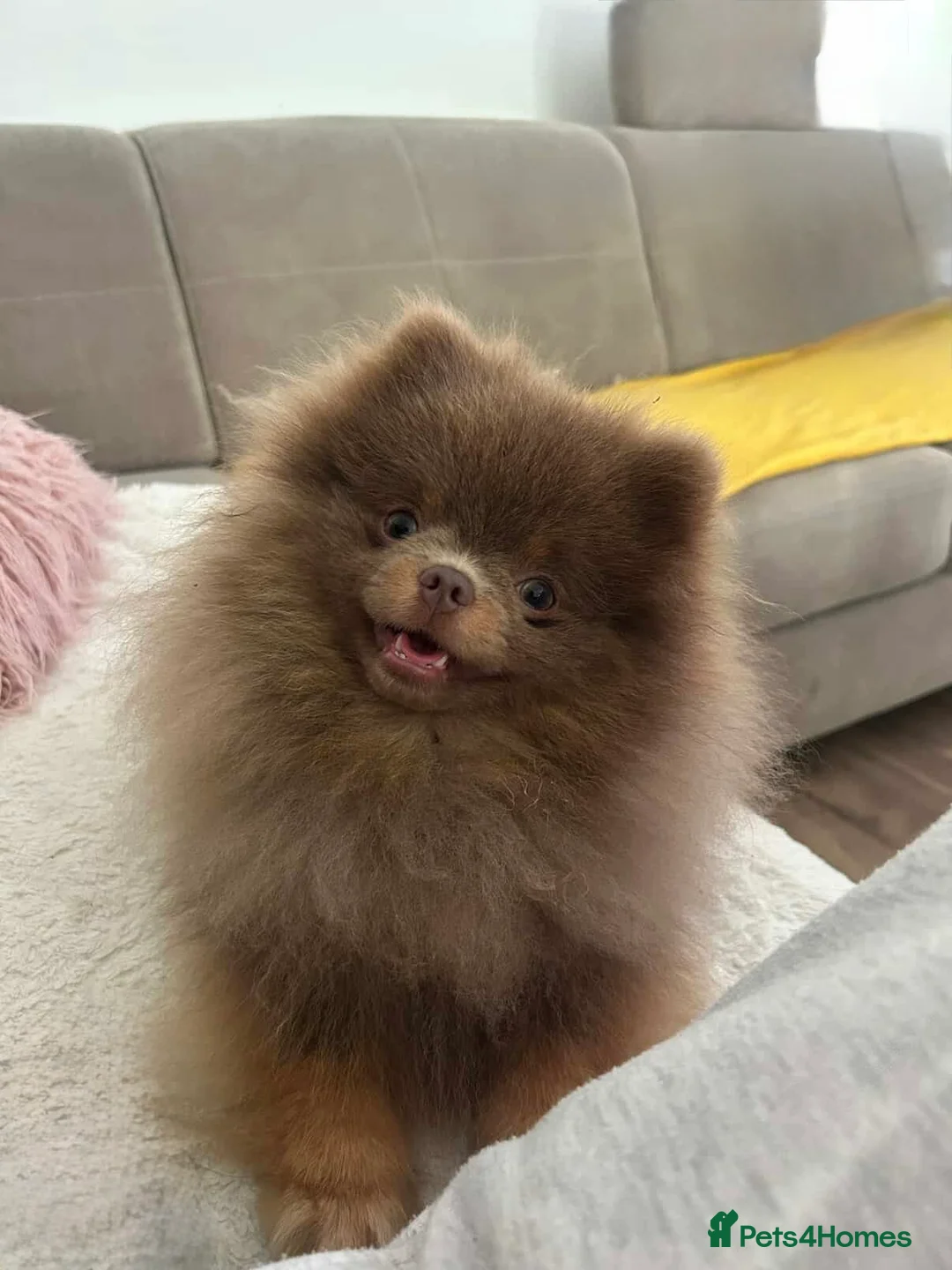 Pomeranian dogs for stud: Exclusive KC Lilac Tan Teddy 🧸 - Advert 12