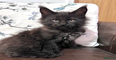 Maine Coon cats - Advert 13