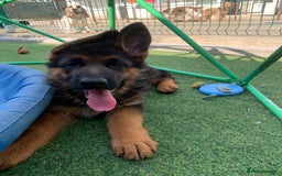 German Shepherd dogs for sale: Top Quality showline German Shepherd Puppies  in Wisbech - Image 2
