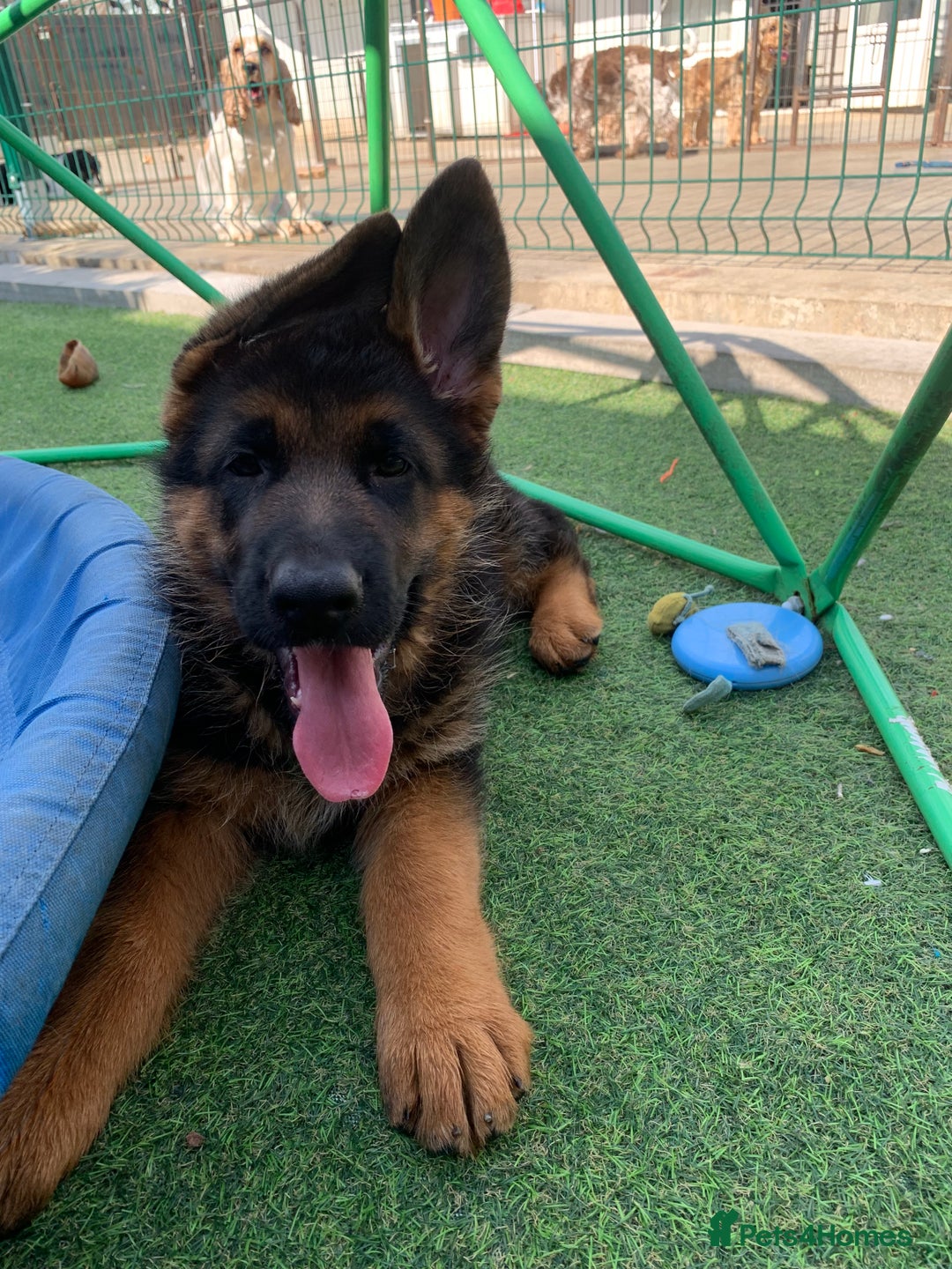 German Shepherd dogs for sale: Top Quality showline German Shepherd Puppies  in Wisbech - Image 2