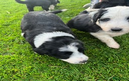 Bearded Collie dogs for sale: Six beautiful Beardie puppies for sale - Image 20