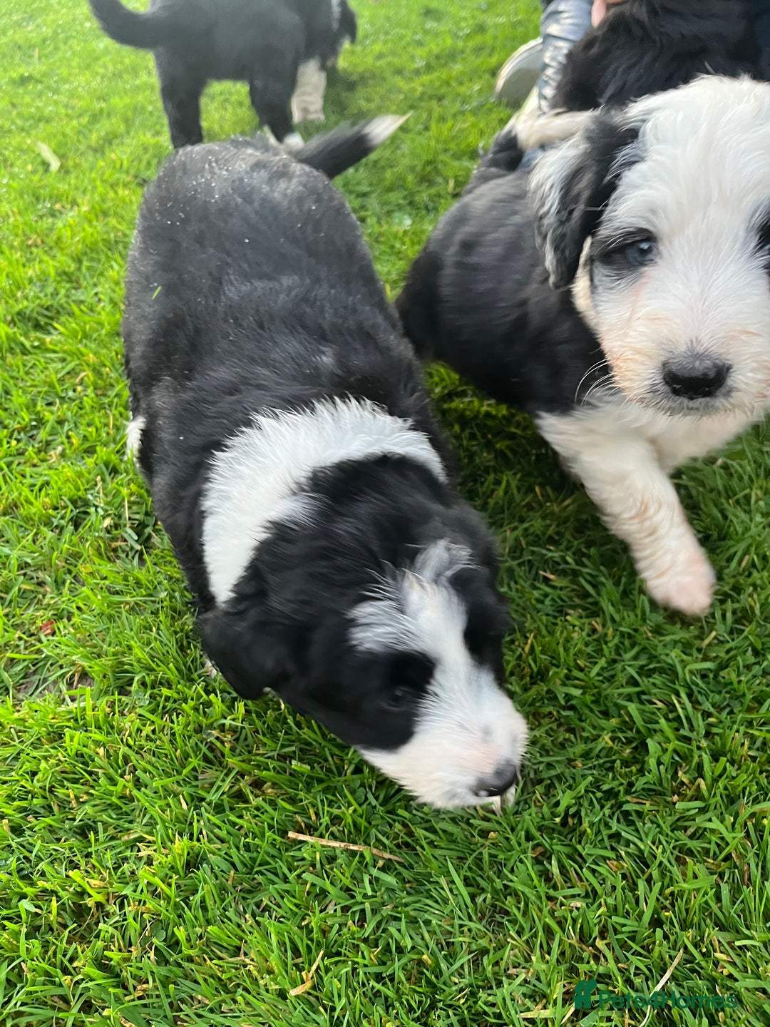 Bearded Collie dogs for sale: Six beautiful Beardie puppies for sale - Image 20