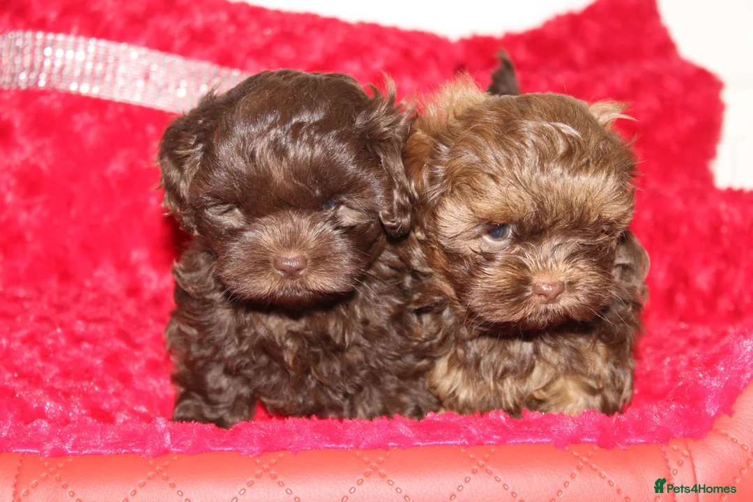 Shihpoo dogs for sale: Shih poo puppy’s  - Advert 18