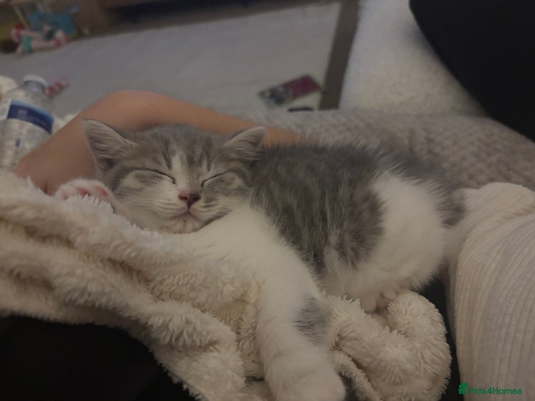 British Shorthair cats for sale: British short hair kitten - Image 2