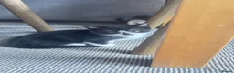 Mixed Breed cats for sale: kitten - Advert 3