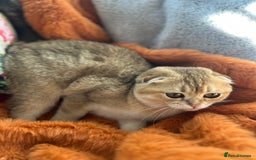 Scottish Fold cats for sale: Gold Chinchilla Scottish fold baby’s  - Image 32
