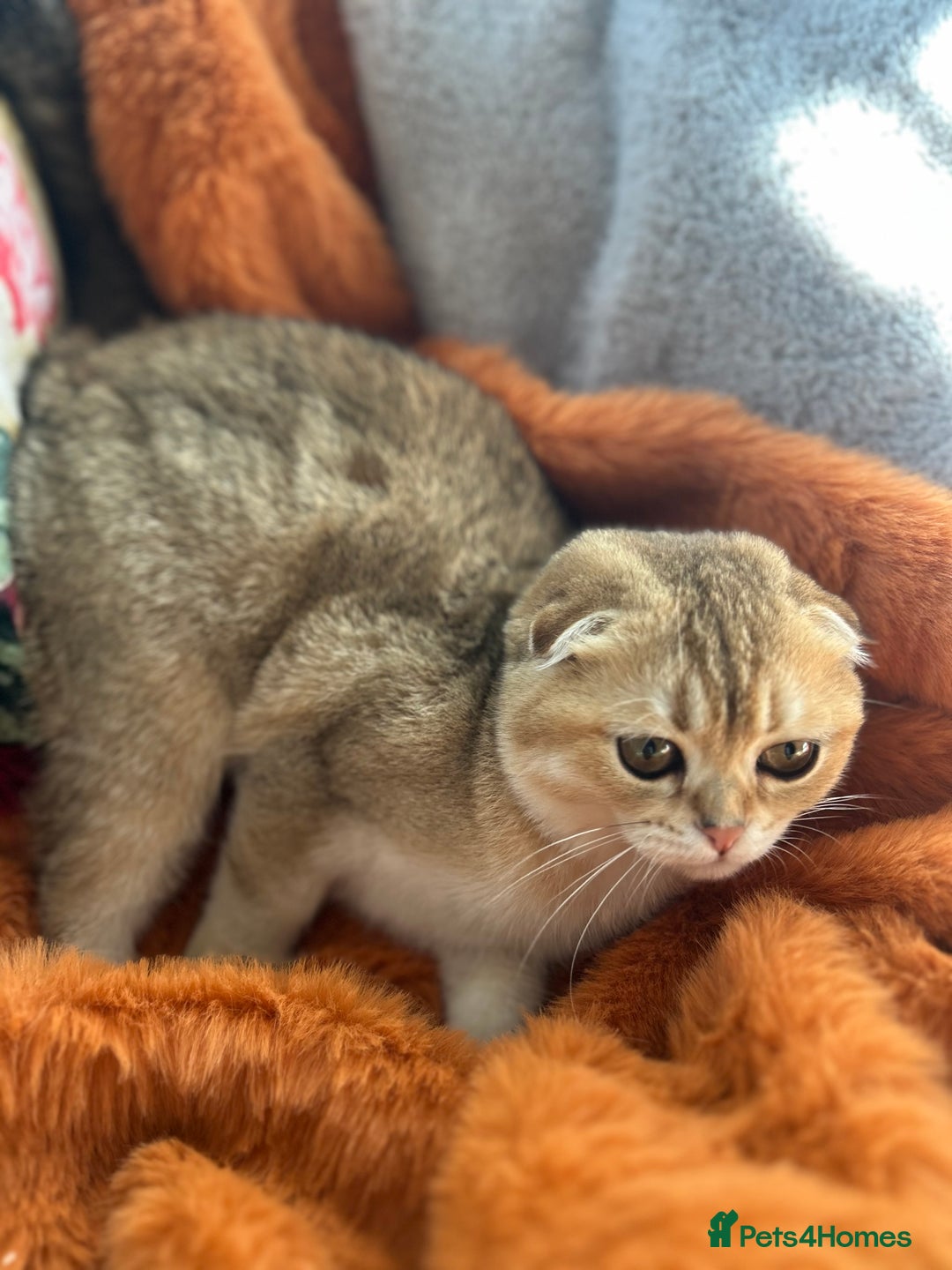 Scottish Fold cats for sale: Gold Chinchilla Scottish fold baby’s  - Image 32