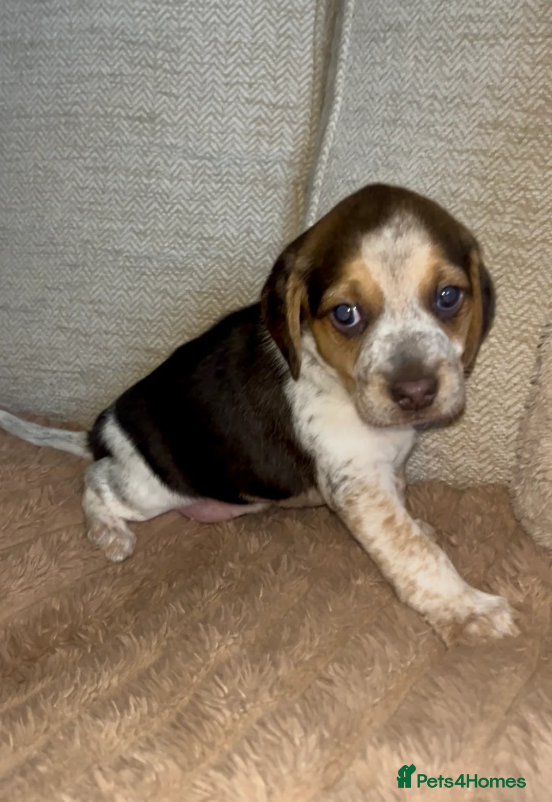 Beagle dogs for sale: Health tested beagle puppies  - Advert 12