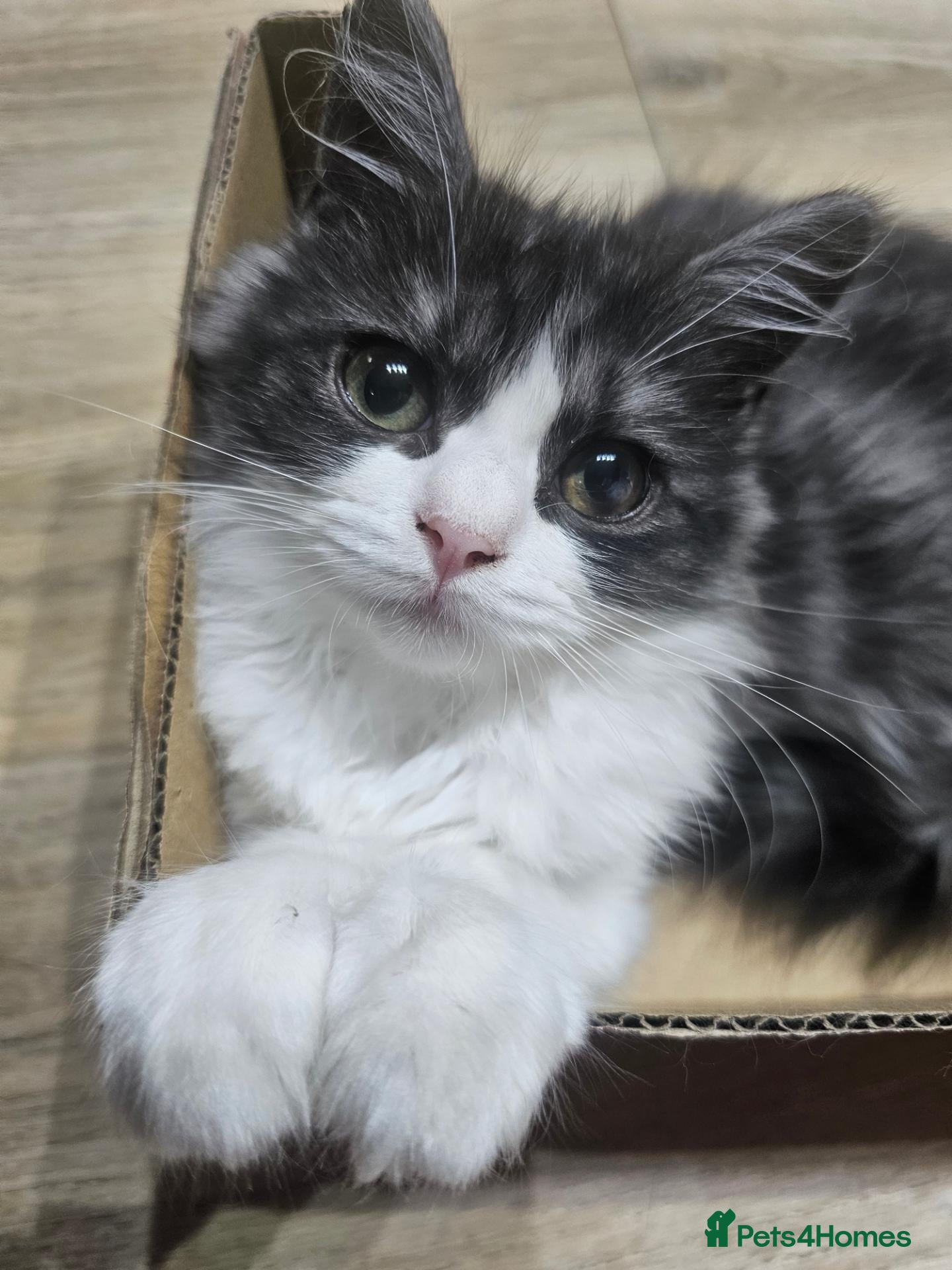 Ragdoll cats Beautiful Female Ragdoll × Persian (Perdoll) - Advert 2