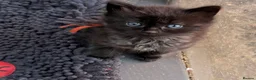 Ragcoon cats for sale: 🐾 Seal Point Ragdoll×Silver Maine Coon Kittens 🐾 - Advert 14