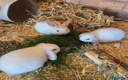Mini Lop rabbits for sale: Mini Plush Lop Bunnies Looking for Loving Homes - Advert 6