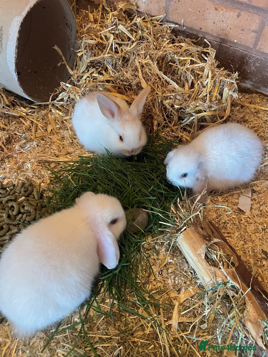 Mini Lop rabbits for sale: Mini Plush Lop Bunnies Looking for Loving Homes - Advert 6