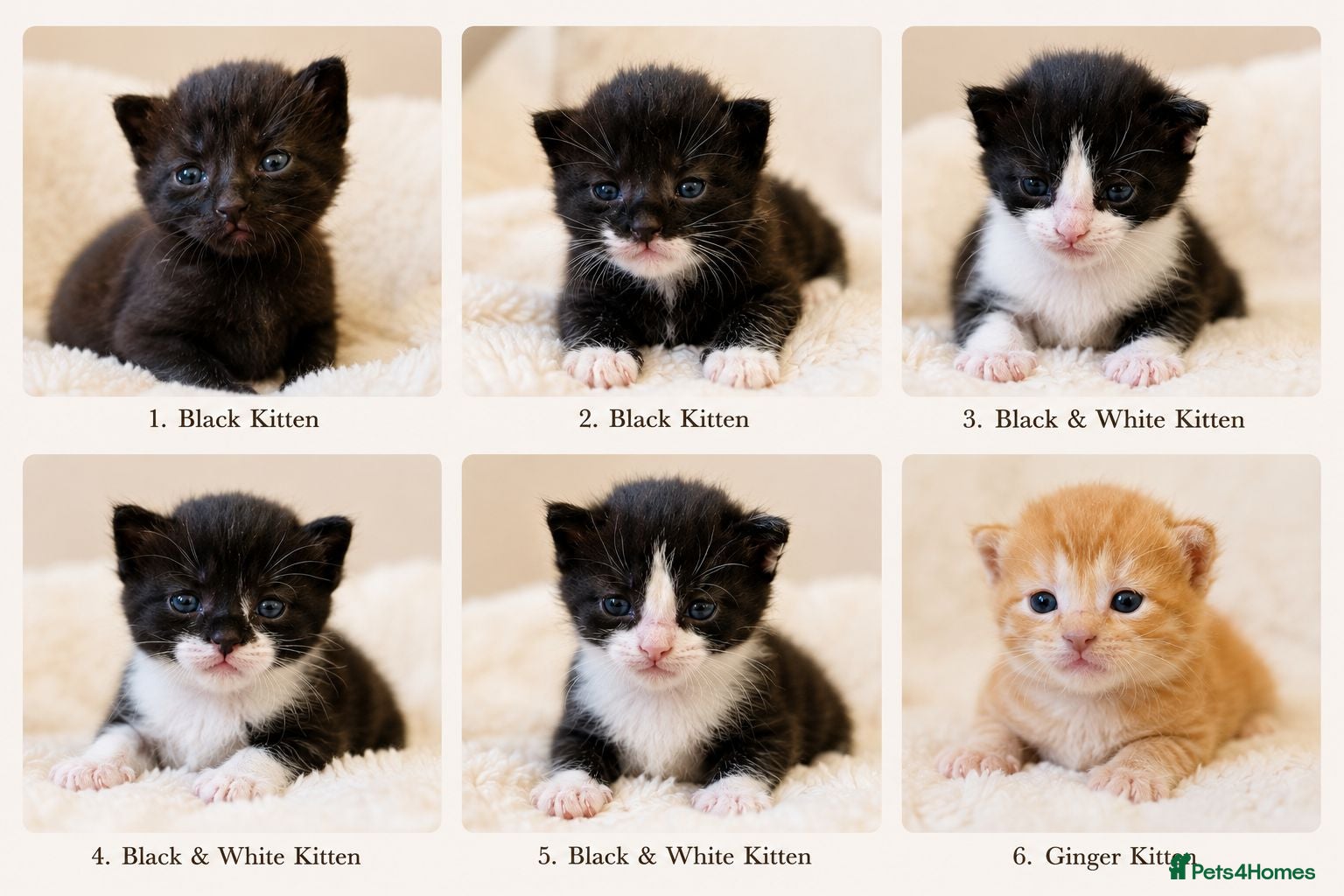 British Longhair cats Kittens  - Advert 1