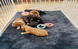 Cocker Spaniel dogs for sale: ❤️ Beautiful cocker spaniel puppies for sale ❤️ - Image 13