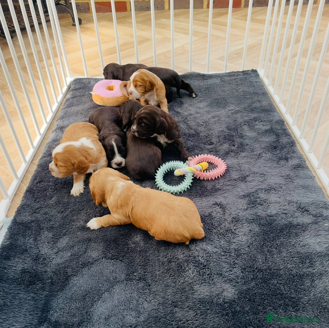 Cocker Spaniel dogs for sale: ❤️ Beautiful cocker spaniel puppies for sale ❤️ - Image 13