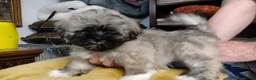 Lhasa Apso dogs for sale: 6 Lhasa Apso Puppies ready to leave now! - Advert 4
