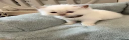 Ragdoll cats for sale: Exquisite Ragdoll litter   - Advert 5