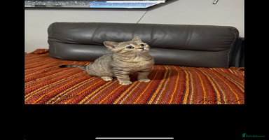 British Shorthair cats - Advert 1