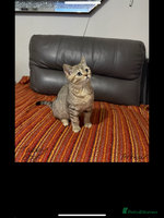 British Shorthair cats - Advert 13