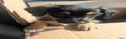 Mixed Breed dogs for sale: 4 adorable mixed breed pups for sale 3 girls 1boy - Advert 18