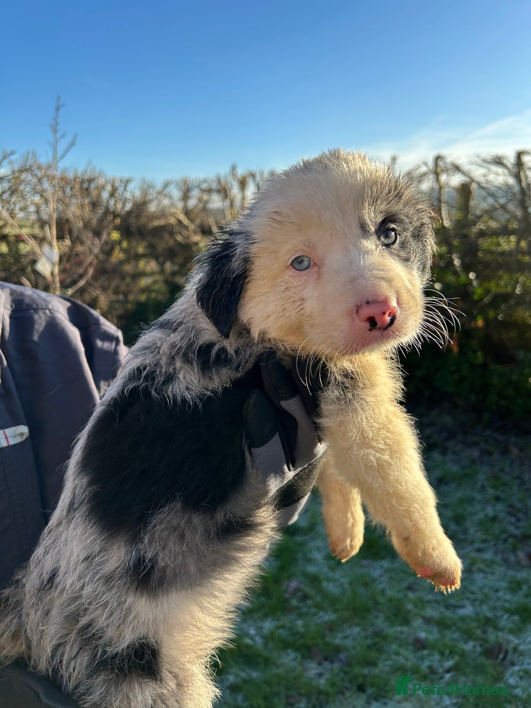 Border Collie dogs for sale: BEAUTIFUL BORDER COLLIE PUPS - Advert 24