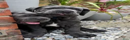 Neapolitan Mastiff dogs for sale: 1 girl puppy Neapolitan mastiff 8 week  - Advert 5