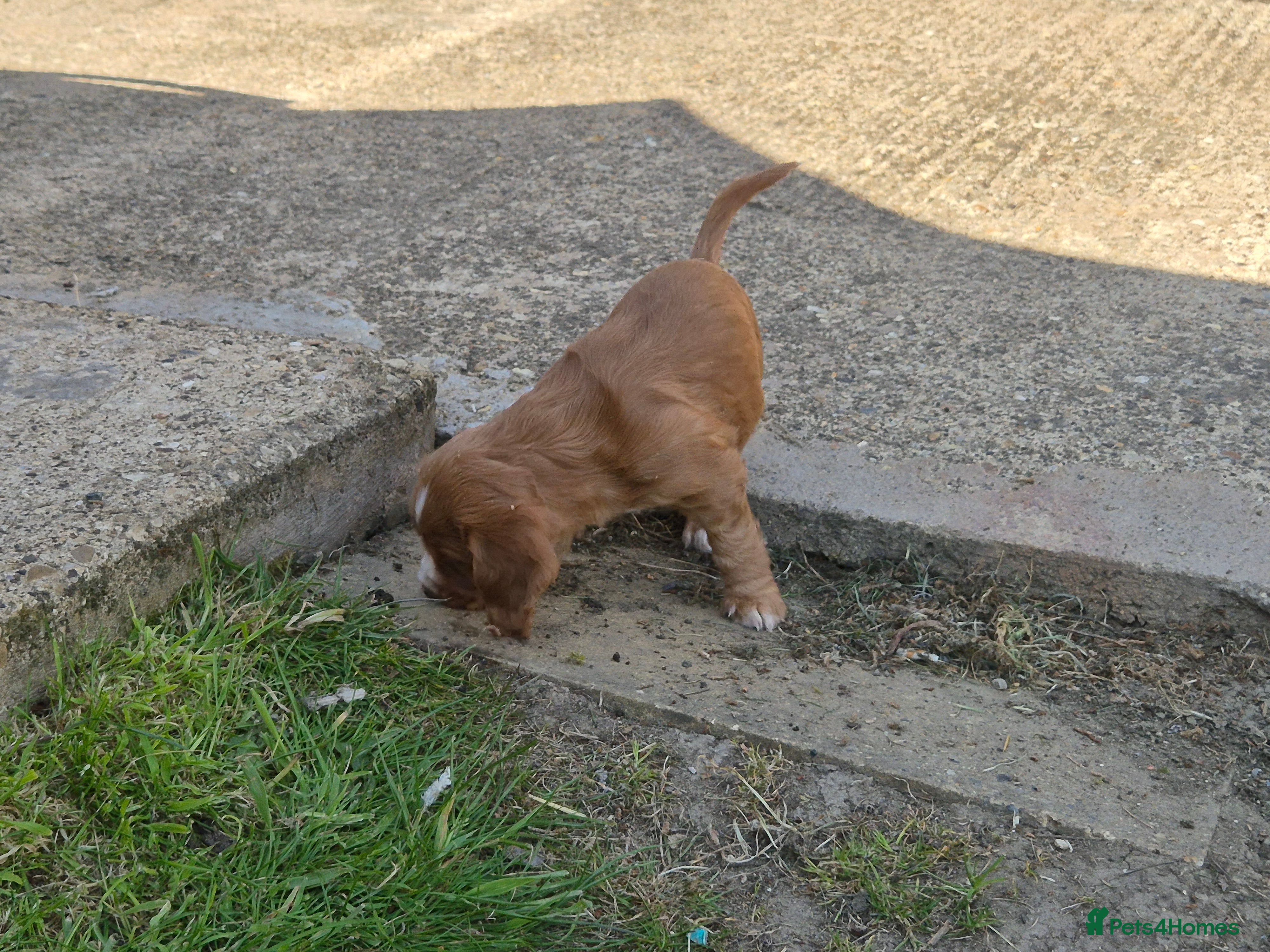 Cocker Spaniel dogs for sale: 1 beautiful black & white boy left kc registered  - Advert 23