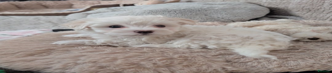 Maltese Puppy 1