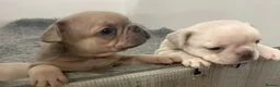 French Bulldog dogs for sale: Frenchie puppies  - Advert 7