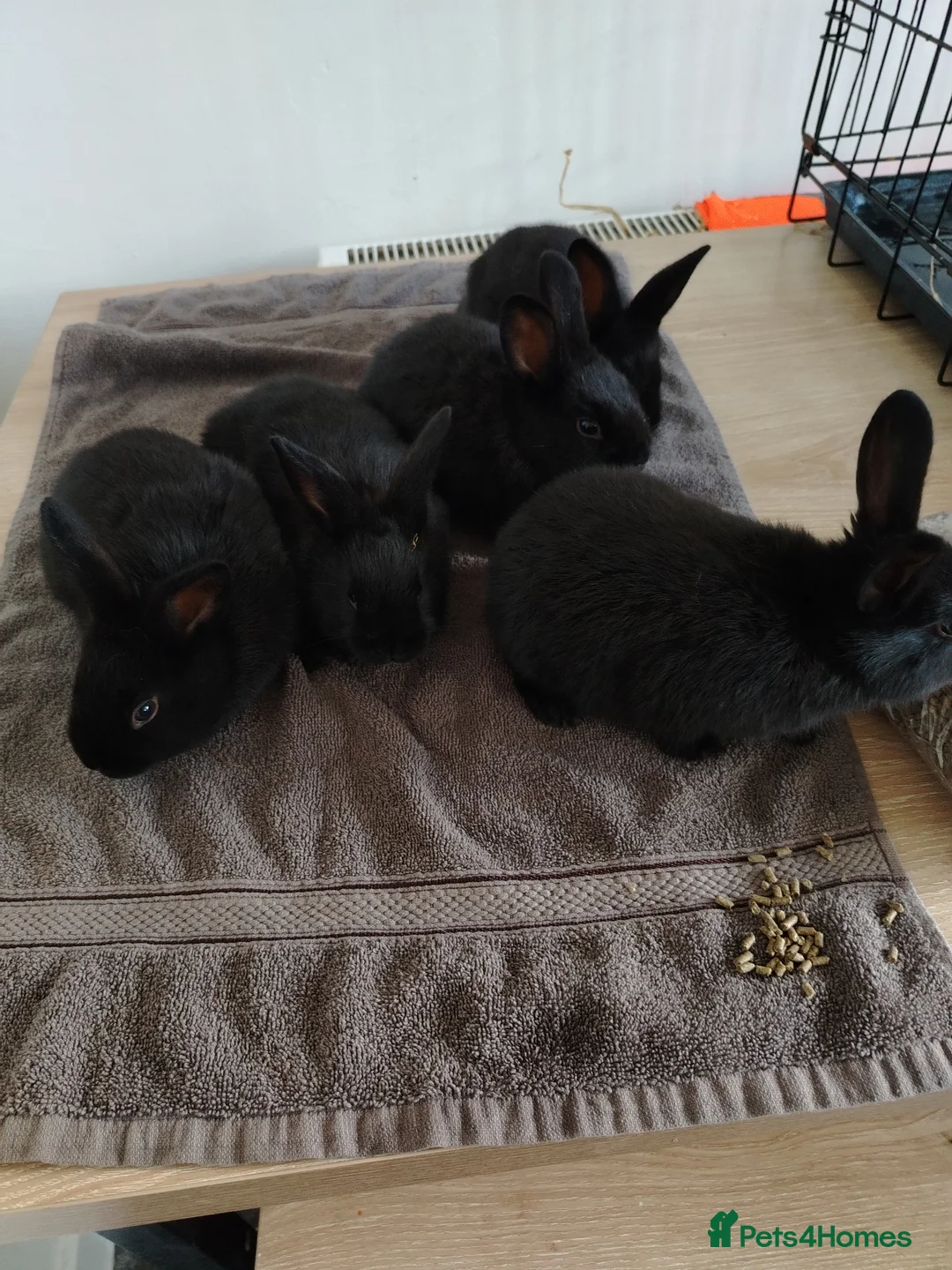 Rex rabbits for sale: Californian x Rex Litter - Advert 7
