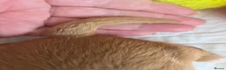 Cavapoo dogs for sale: 💗⭐Gorgeous Cavapoo Girls ⭐💗 - Advert 14