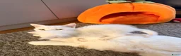 Mixed Breed cats for sale: Beautiful white kittens  - Advert 15