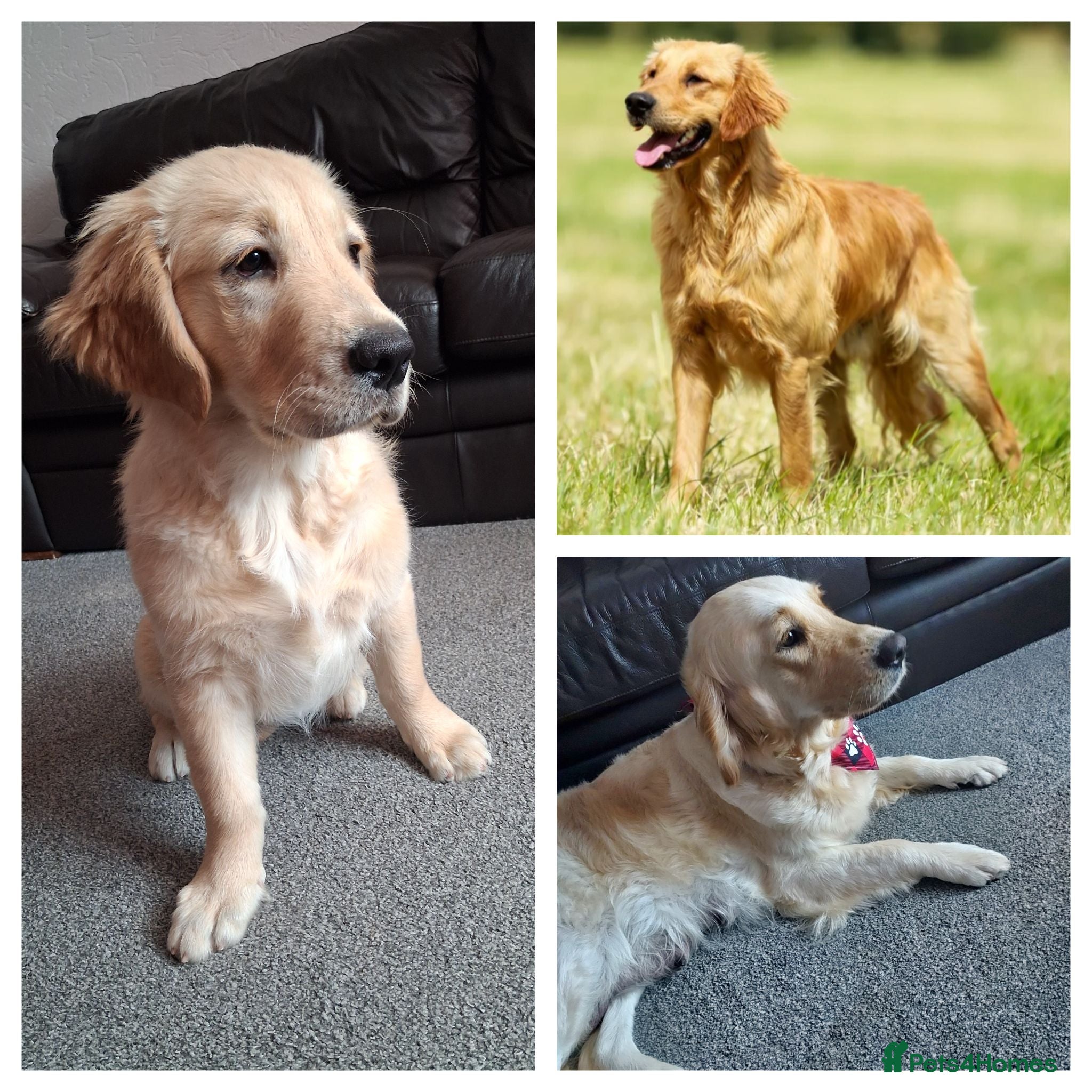Golden Retriever dogs 1 girl left! ❤️fully vaccinated,KC reg  - Advert 14