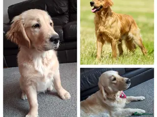 Golden Retriever dogs 1 girl left! ❤️fully vaccinated,KC reg - Advert 14