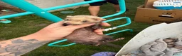 Ferret rodents for sale: Stunning Ferret. Kits  - Advert 14