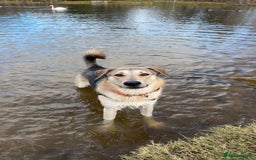 Shepsky dogs for sale: German Shepherd/Husky - Image 4