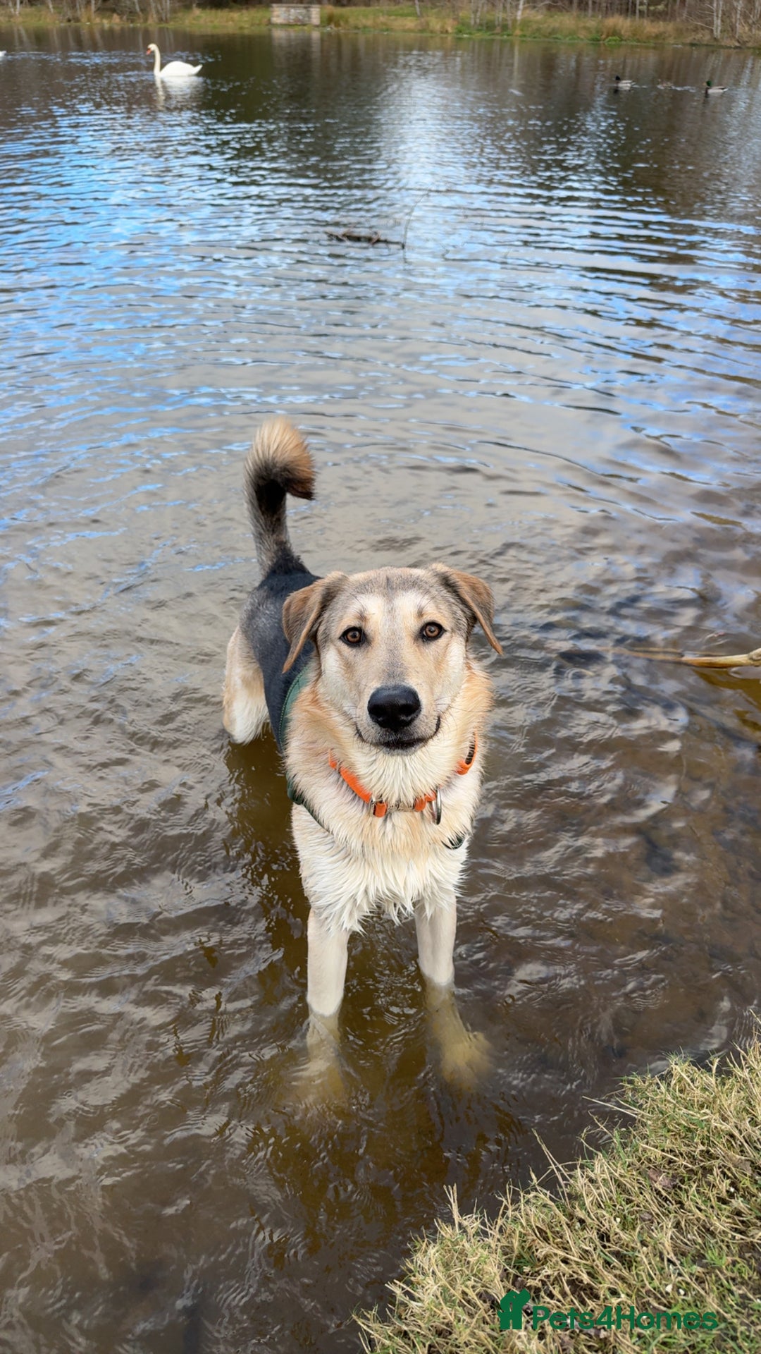 Shepsky dogs for sale: German Shepherd/Husky - Image 4