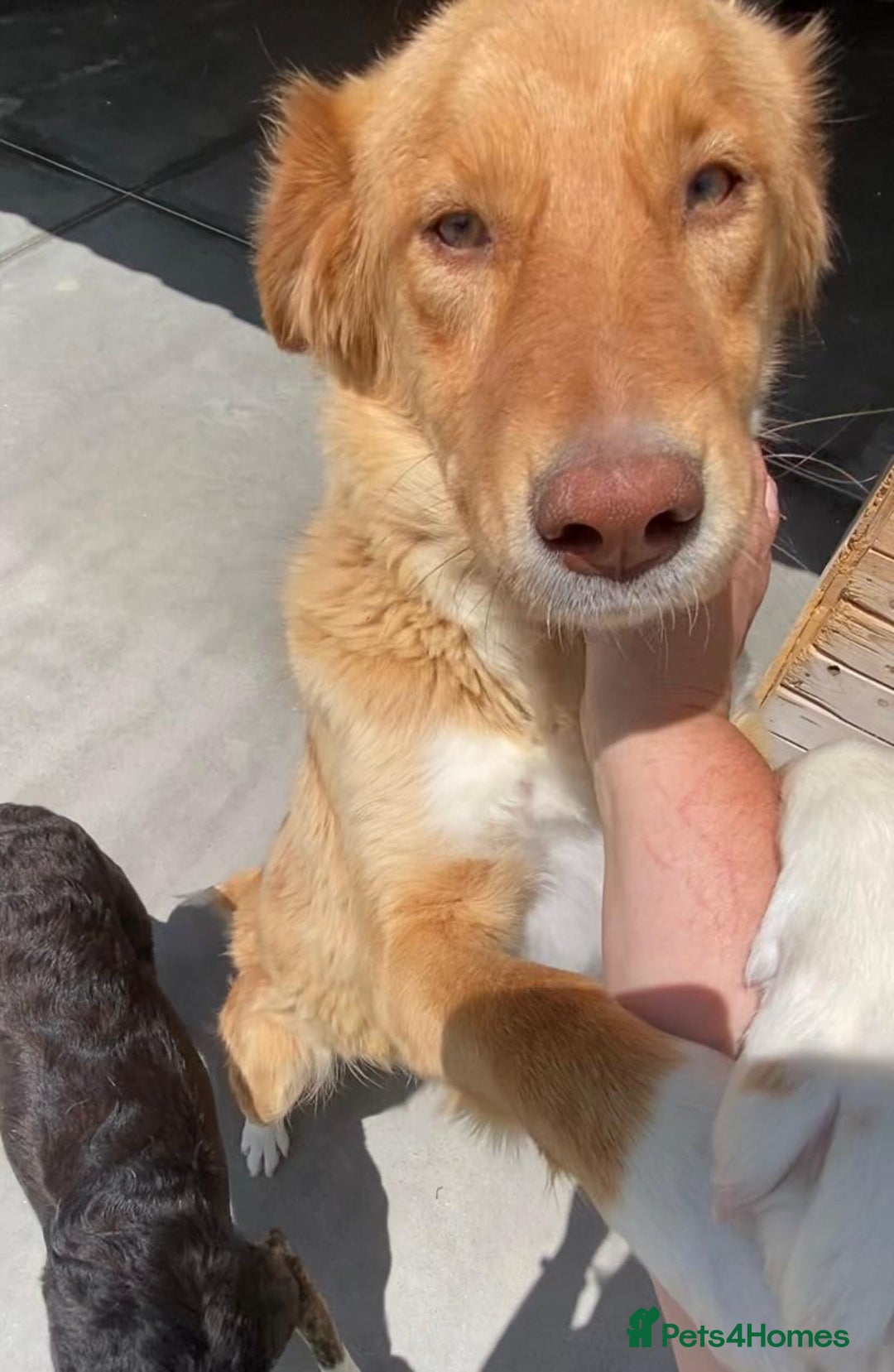 Mixed Breed dogs for adoption: Brambling, 1.5 yrs old. Available for adoption. in Brixham - Image 5