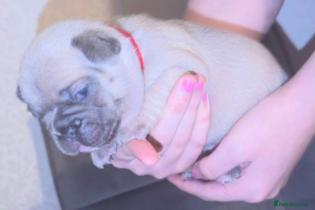 French Bulldog dogs for sale: Beautiful little Frenchie pups  - Advert 6