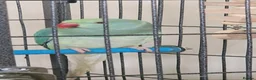 Ringnecks birds for sale: Ringneck parrot  in Lichfield - Advert 2
