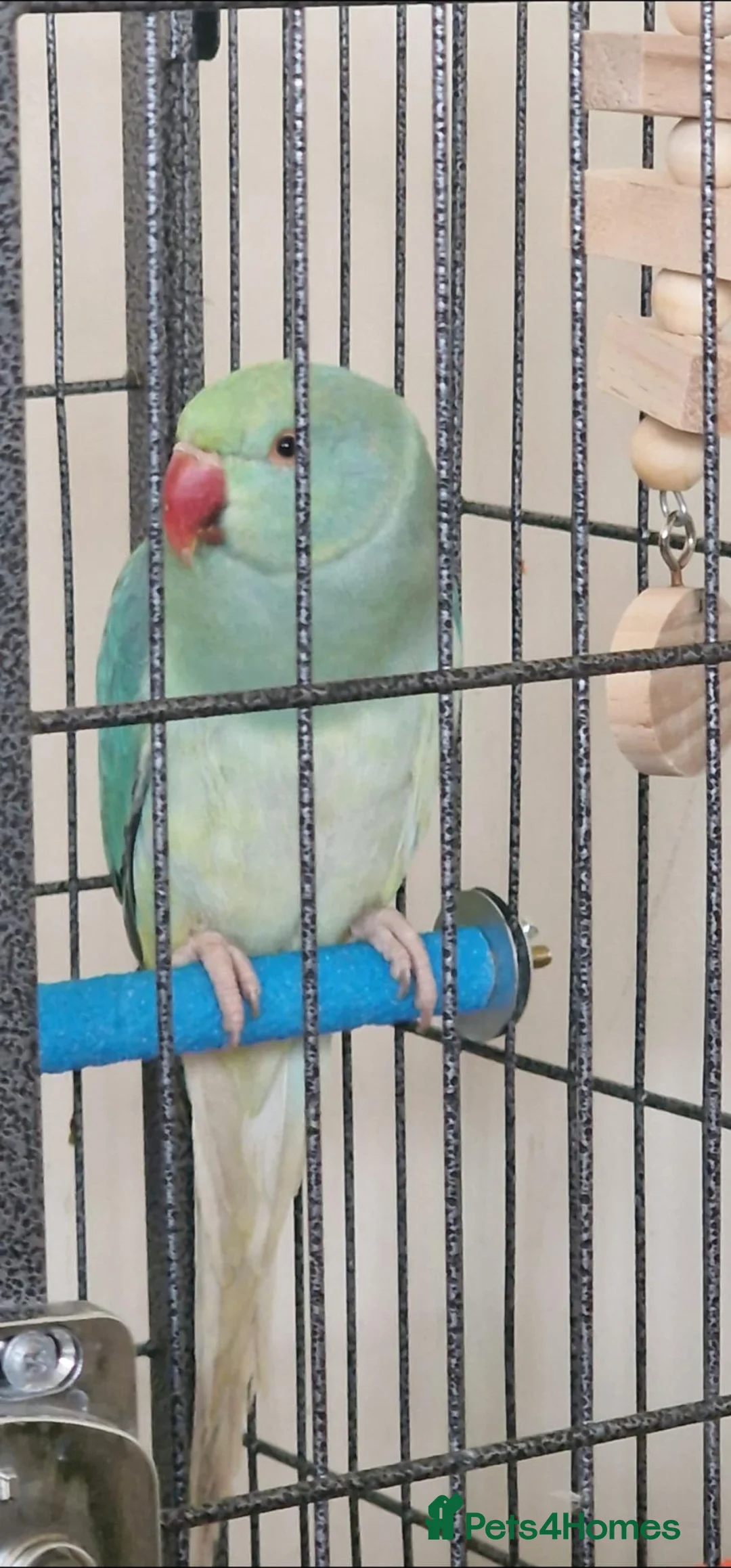 Ringnecks birds for sale: Ringneck parrot  in Lichfield - Advert 2