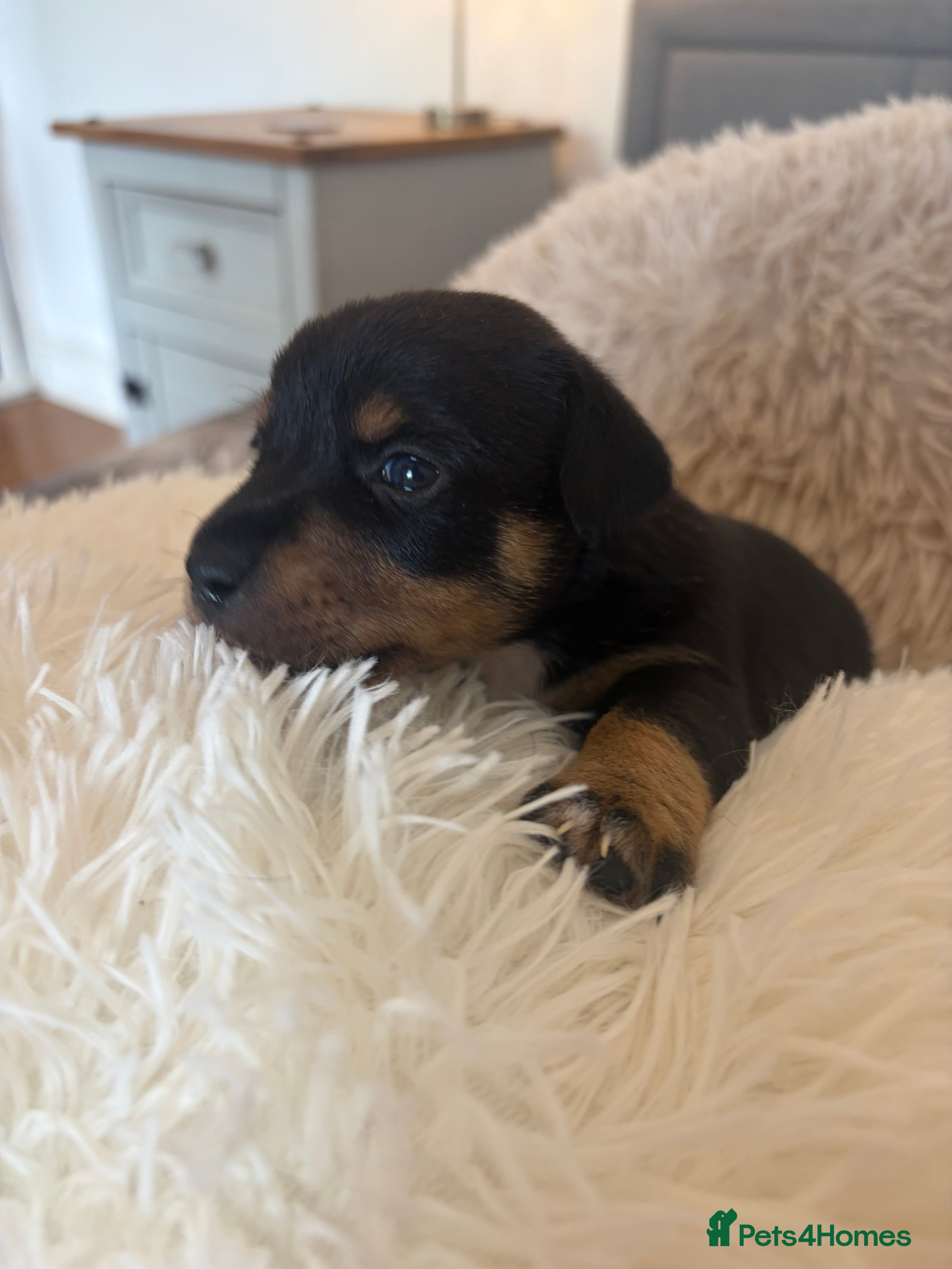 Jack Russell dogs Miniature Jack Russell puppies  - Advert 2