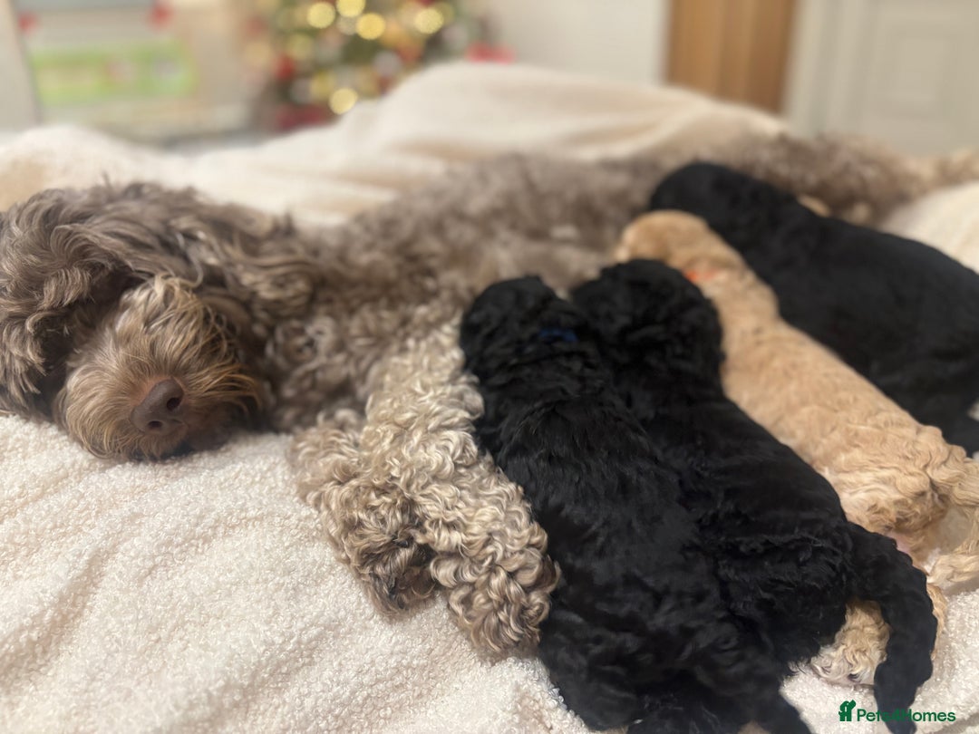 Cockapoo dogs for sale: Adorable 3 week old Cockapoo Puppies!!  - Advert 3