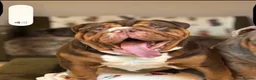English Bulldog dogs for sale: Ernie  in Middlesbrough - Advert 7