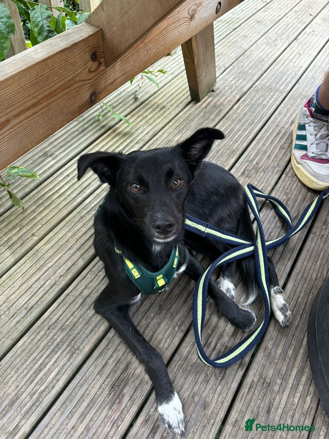 Mixed Breed dogs for adoption: 💙🐶 CORNISHON 🐶💙 - Image 19